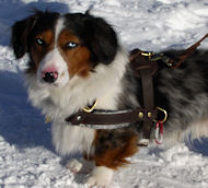 Hundegeschirr Leder für Welsh Corgi Cardigan